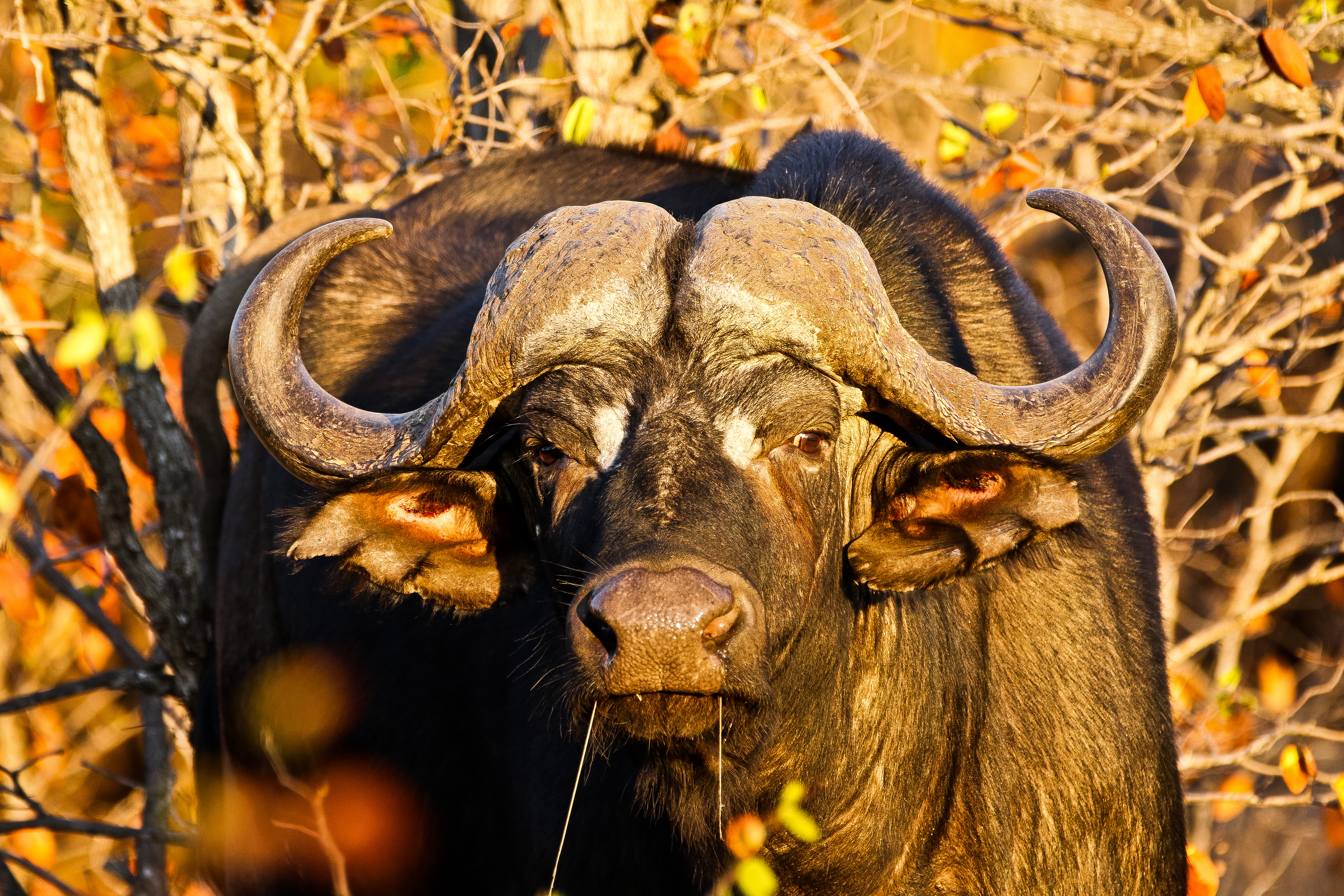 Buffalo (1 of 1) Buffalo (1 of 1)