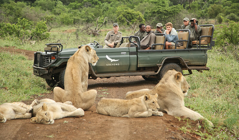 Lion-sighting-on-a-safari-game-drive-at-andBeyond-Phinda-Private-Game-Reserve-1-