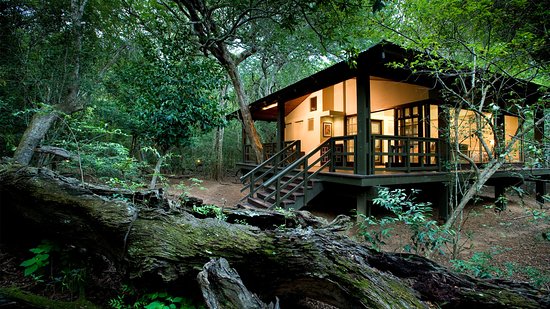 andbeyond-phinda-forest andbeyond-phinda-forest
