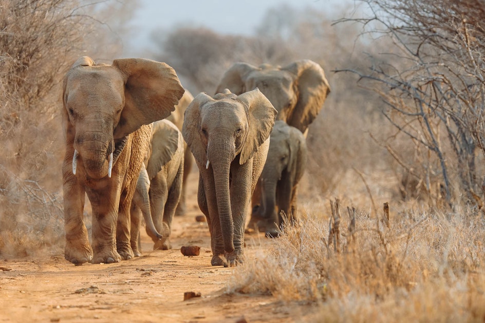 elephants-madikwe-south-africa-timbuktu
