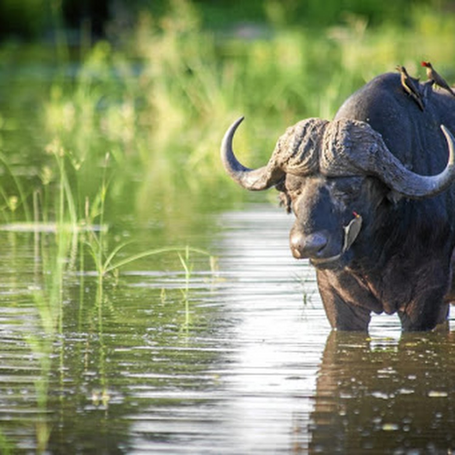 SOUTH AFRICA- Kruger National Park Cape Buffalo (Syncerus caffer) Red Billed Ox Pecker. (Photo by: Edwin Remsburg/VW Pics via Getty Images)